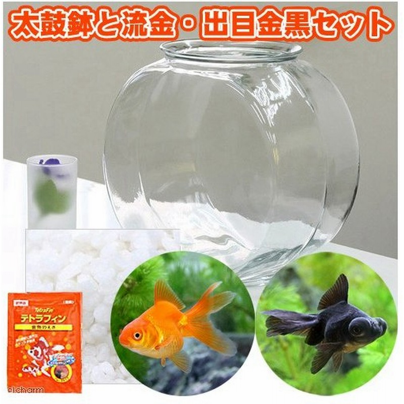 金魚 おしゃれなガラス製金魚鉢 太鼓鉢 大 琉金 黒出目金 各１匹 セット 説明書付 本州四国限定 通販 Lineポイント最大0 5 Get Lineショッピング