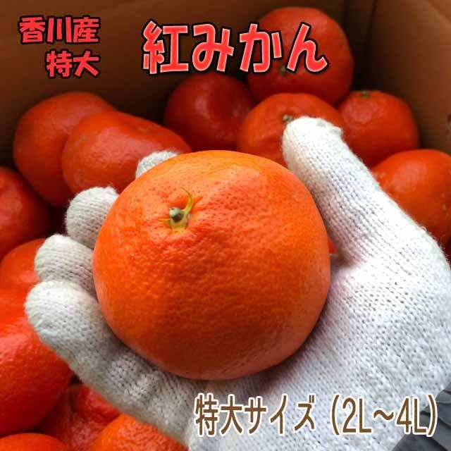 ＼予約・12月発送／香川産 紅みかん特大サイズ8kg箱 （ジュース・ジャムなど調理用に(^^)