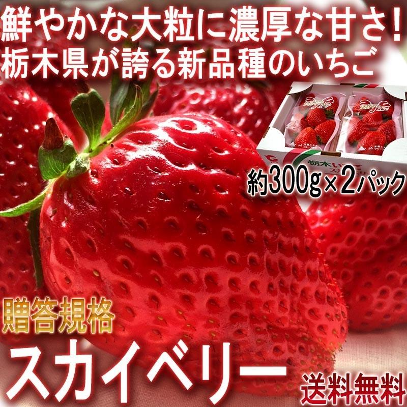 スカイベリー 大粒いちご 約600g 栃木県産 贈答品 JA共撰品 ジューシーな果肉に濃厚な味の苺！ギフト最適な栃木で生まれた新品種