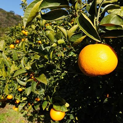 ふるさと納税 日高川町 樹上完熟 紅はっさく 10kg(家庭用・サイズ混合)