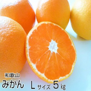  高糖度のとろける美味しさ！温州みかん Lサイズ 5kg（約40個)和歌山産