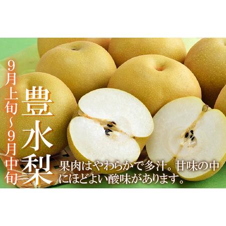 ふるさと納税 福井梨 3kg 6〜8玉入 《幸水梨 豊水梨どちらかのお届け！》 ／ 期間限定 果物 フルーツ 産地直送 旬 お取り寄せ ※2.. 福井県あわら市