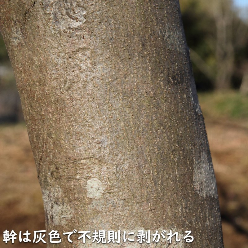 やまぼうし^_^様 ヤマボウシ 単木 1.2m 露地 苗 | LINEブランドカタログ