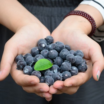 仿真水果模型 仿真蔬菜 假水果 模擬藍莓假藍莓樹莓模擬水果擺件裝潢道具蔬菜模型 飯店裝飾 攝影道具