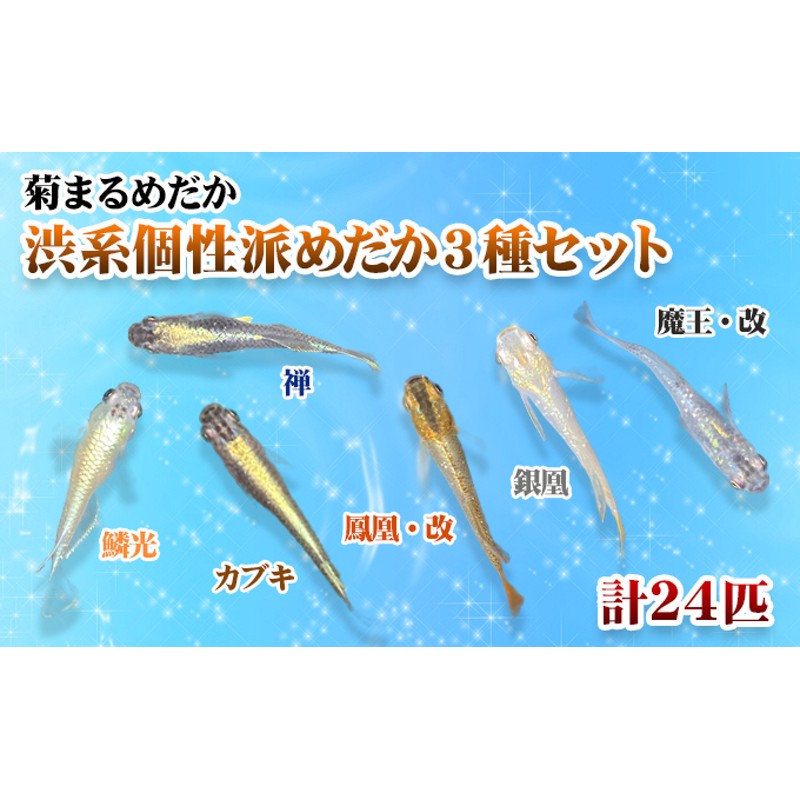 菊まるめだかの【渋系個性派めだかお選び3種セット】計24匹 | LINE 