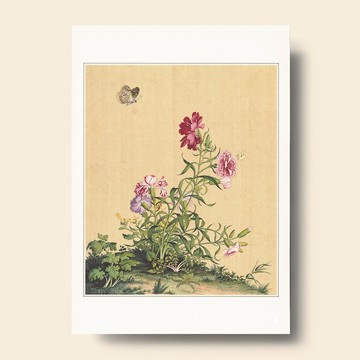 【藝術畫卡】仙萼長春 石竹 | B4畫卡