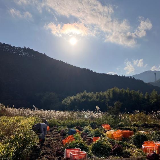 野菜 薬味 高知土佐四万十黄生姜500g 産地直送