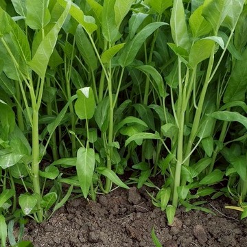 🥬【空心菜種子】🥬高產當年新種 四季種植快生菜 高產可水培可土培 藤藤菜、蓊菜、節節菜種籽 農家盆栽陽台庭院田園種植種籽