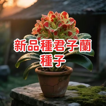 【新品種君子蘭種子】室內盆栽 觀葉植物 開花植物 幸運花卉 優雅大方 易種植 適合台灣氣候 多年生 好養活 觀賞價值高