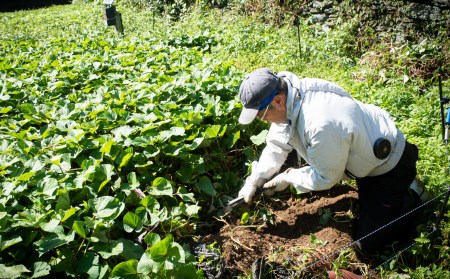 愛媛県伊方町産　瀬戸の紅はるか3kg さつまいも　サツマイモ　芋 ※着日指定不可 ※離島への配送不可