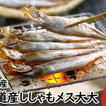 北海道産ししゃもメス大大30尾 北海道 稀少 魚シシャモ メス おつまみ