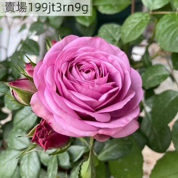 現貨🌹冷美人玫瑰種子（250粒）當季新種 四季種植 包對版 多年生可做切花 四季懶人室內外庭院盆栽花卉種子 耐寒易活