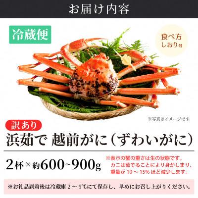 ふるさと納税 越前町 ≪浜茹で≫ 越前がに 600〜900g前後 × 2杯