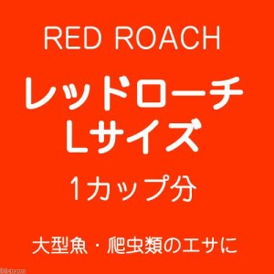 生餌 レッドローチ ｌサイズ １カップ分 爬虫類 大型魚 餌 エサ 通販 Lineポイント最大1 0 Get Lineショッピング