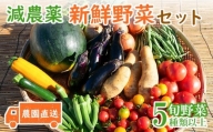 特別栽培農産物 農園 直送 こだわり 野菜セット 旬 新鮮 5種類以上 やさい サラダ キャベツ ブロッコリー カリフラワー レタス こまつな 玉ねぎ さつま芋 バターナッツかぼちゃ オクラ さやいんげん えだまめ 落花生 柿 みかん 白菜 トマト きゅうり なす とうもろこし ズッキーニ トレビス サニーレタス