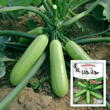 【可開收據】大包裝 青玉西葫蘆種子（約10粒）櫛瓜種子 早青茭瓜種子 長條形葫蘆瓜種子 結果多盆栽蔬菜種子/原裝包對版