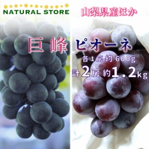 [最短順次発送]   巨峰 ピオーネ 各1房 計約 1.2kg 600g 食べ比べ 山梨県産ほか ぶどう ブドウ  夏ギフト 御中元 お中元 秋ギフト  果実