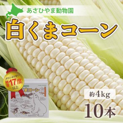 ふるさと納税 旭川市 先行受付 令和6年8月より順次発送「あさひやま動物園白くまコーン」4kg　旭山動物園監修の化粧箱入り