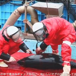 ふるさと納税 プレミア和歌山認証品 本マグロ（養殖）トロ＆赤身セット　1.35kg 和歌山県高野町