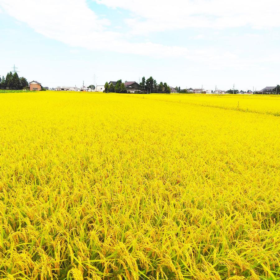 コシヒカリ 10kg 白米 富山県産 5kg×2 米 お米 令和5年産