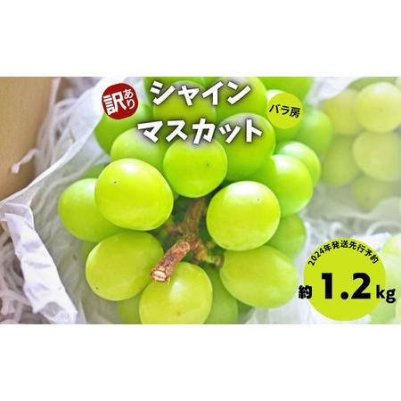 ふるさと納税 2024年発送 先行予約 訳あり シャインマスカット約1.2kg（バラ房） 長野県生坂村