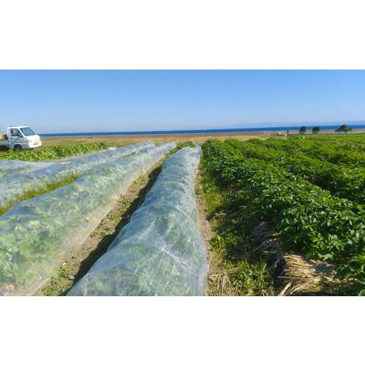 ふるさと納税 兵庫県 淡路市 ご家庭向けお野菜セット〜旬のおまかせBOX〜毎月12回分（1年間）