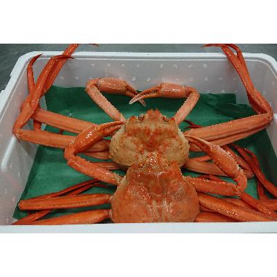 ふるさと納税 射水市 紅ズワイガニ 約1kg(2〜3尾足折れ含む)