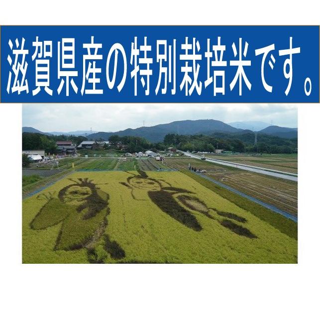 米　令和5年度産　滋賀県産　特別栽培米　コシヒカリ　5kg