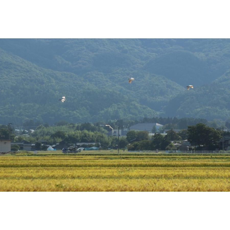 新潟県佐渡ヶ島産特別栽培米　朱鷺と暮らす郷こしひかり　白米5キロ 送料無料