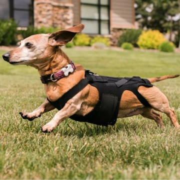 【台灣公司 可開發票】經典定制款寵物狗脊椎保健衣輔助帶護腰矯正腰椎間盤保護癱瘓