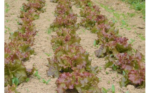 あまがえる農園のやさいセットL（栽培期間中農薬・化学肥料不使用）