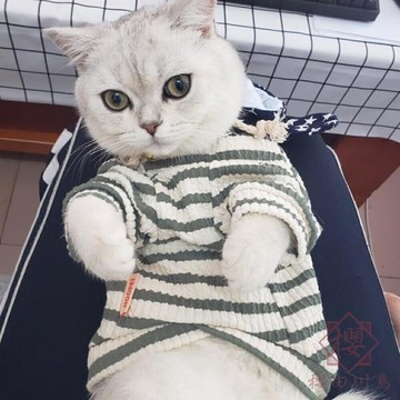 貓咪衣服幼貓防掉毛寵物夏季薄款可愛小貓貓春夏【櫻田川島】