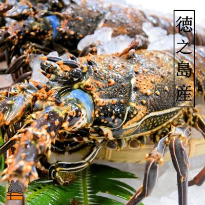 ふるさと納税 徳之島町 〜徳之島獲れ!伊勢海老〜(約3kg)