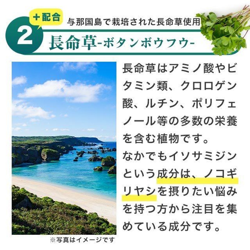 新品 与那国島長命草 粉末70g 沖縄シークヮーサーゴーヤ青汁30本セット