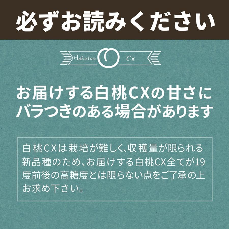 硬い桃 白桃 秀品 白桃CX 2.5kg 山形県産 送料無料 固い桃 かたい桃 かため 硬め 期間限定 産地直送 山形  シーエックス