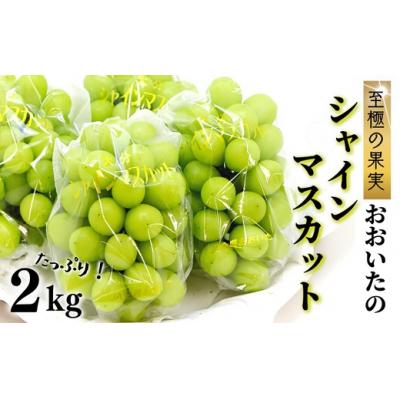 ふるさと納税 豊後高田市 大分県産シャインマスカット2kg 