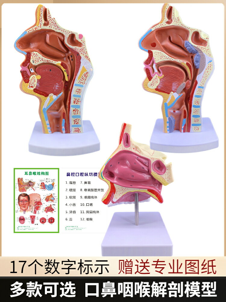 小動物の軟部外科テクニック: イラスト解説 ト-マス デ-ビット 定本 基本の動物デッサン | PIE International