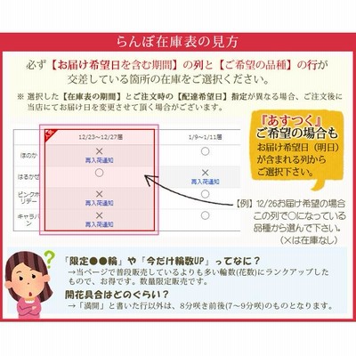 胡蝶蘭 大輪 3本立ち 蕾含む30輪以上 ホワイトプリンセス ギフト