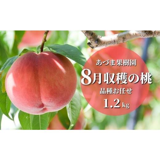 ふるさと納税 福島県 福島市 No.2328もも　8月収穫の桃　約1.2kg