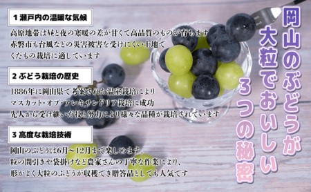 ぶどう 2024年 先行予約 ニュー ピオーネ 大粒 大房 1房 650g以上 ブドウ 葡萄 岡山県 赤磐市産 国産 フルーツ 果物 ギフト 赤坂青空市