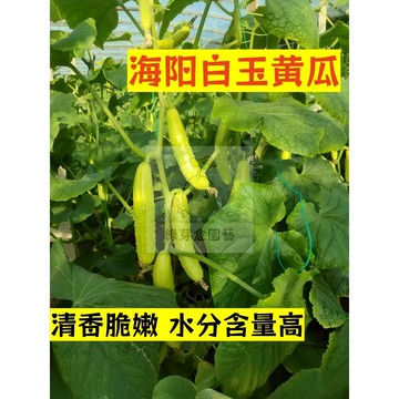 🌱早熟高產（海阳白玉黄瓜種子HG-13）皮薄肉厚 清脆微甜的口感 胡瓜種子 抗病抗旱易種植 高產爬藤蔬菜種子#果菜類