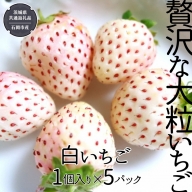 贅沢な大粒いちご 1個入り 白いちご × 5パック  （県内共通返礼品：石岡市産）  フルーツ 果物 デザート いちご イチゴ 苺 白いちご 季節 [BI357-NT]