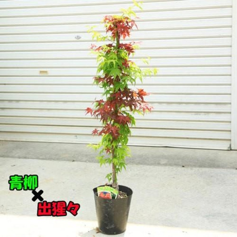 庭木 植木：ツイストもみじシリーズ A お選びください。* 樹高:約60cm