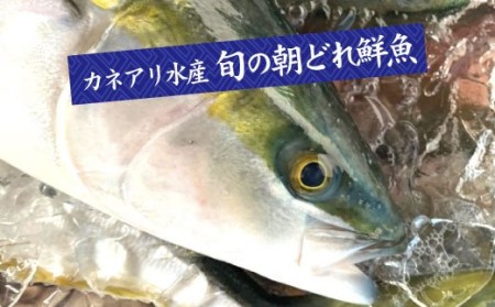 ～海の幸～旬の朝どれ鮮魚セット カネアリ水産の鮮魚定期便３ヶ月 季節 四季 旬 春 夏 秋 冬 鮮魚 カツオ サバ 金目鯛 カンパチ 魚 海鮮 冷蔵