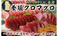 奄美大島産養殖クロマグロまるごと満喫セット(柵11P他)