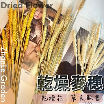 麥穗 小麥 小麥穀 乾燥花 麥穗 兔尾草 情人草 向日葵 勿忘我 滿天星 插花花材 裝飾【盞樂空間】