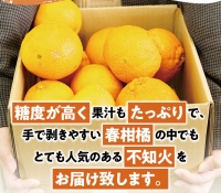 ＼ たっぷり大容量 ／ご家庭用 訳あり 不知火 3.5kg 9～17玉 大小混合   くだもの フルーツ 果物 大容量 不知火 家庭用 人気 みかん 蜜柑 わけあり デコポン 数量限定