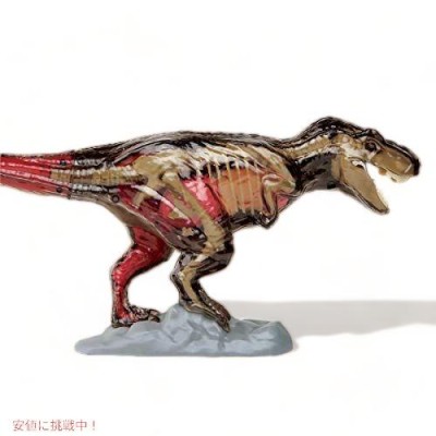 恐竜 T-Rex 動物 解剖 骨 模型 立体 モデル 4D 教材 入学祝い