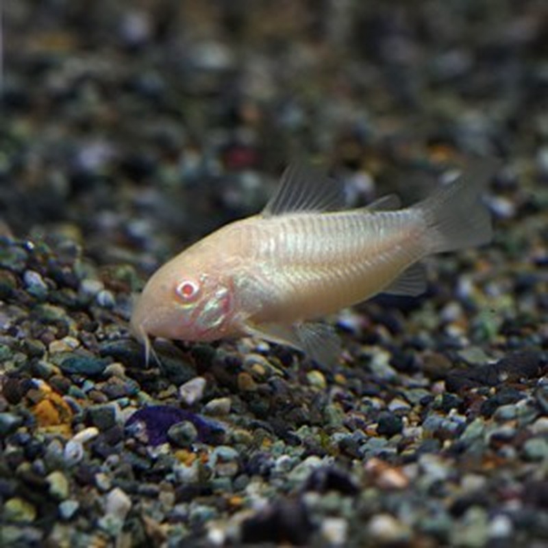 熱帯魚 生体 コリドラス アルビノ アエネウス 約３cm ３０匹 水槽 熱帯魚 観賞魚 飼育 生体 通販 販売 アクアリウ 通販 Lineポイント最大1 0 Get Lineショッピング