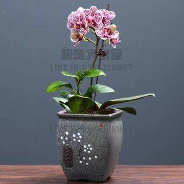 蝴蝶蘭花盆紫砂陶瓷簡約復古多肉老樁綠植蘭花文竹盆栽 時尚大衣櫥 Yahoo奇摩超級商城 Line購物